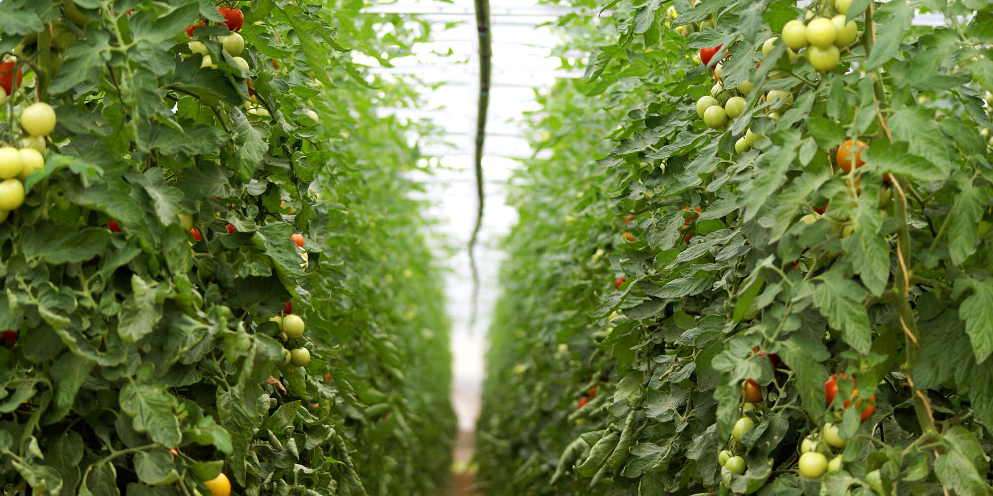 Unsere Tomatenzucht