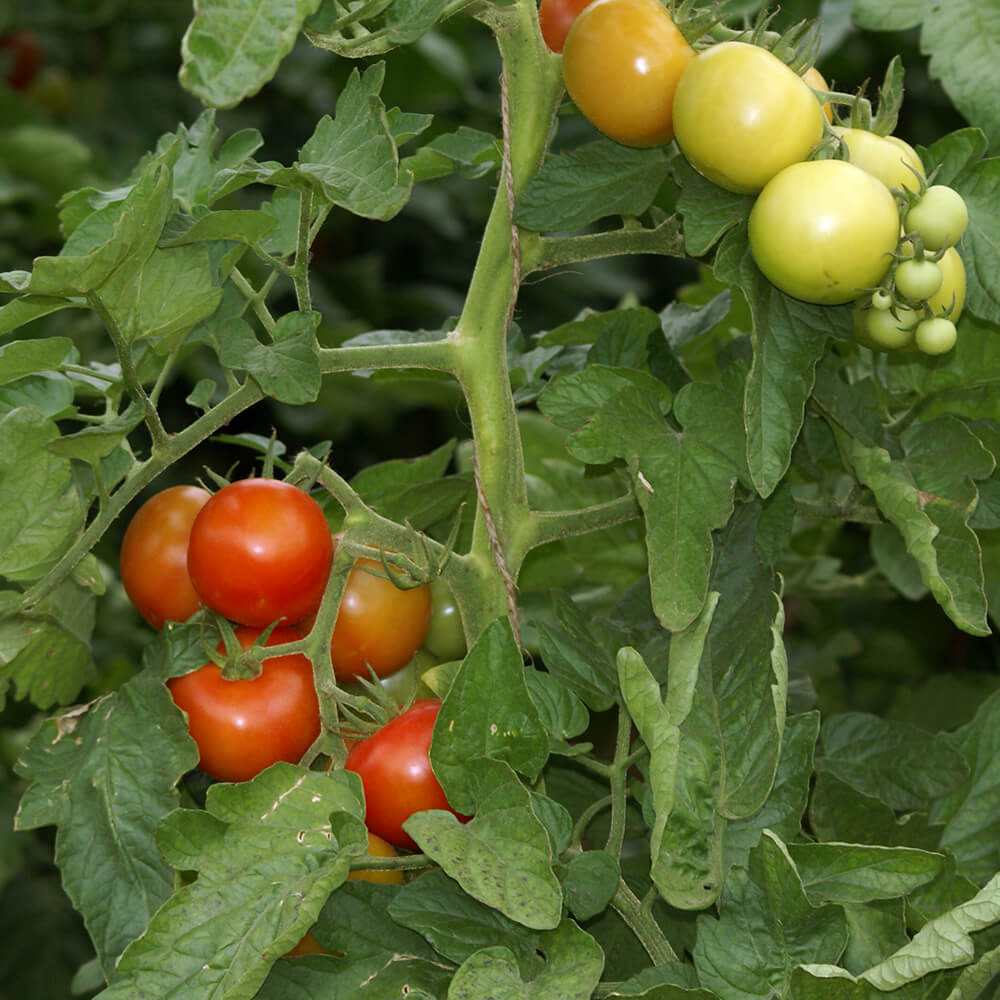 Tomatenanbau